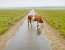 t6009       henrik r. kristensen       lonely cow